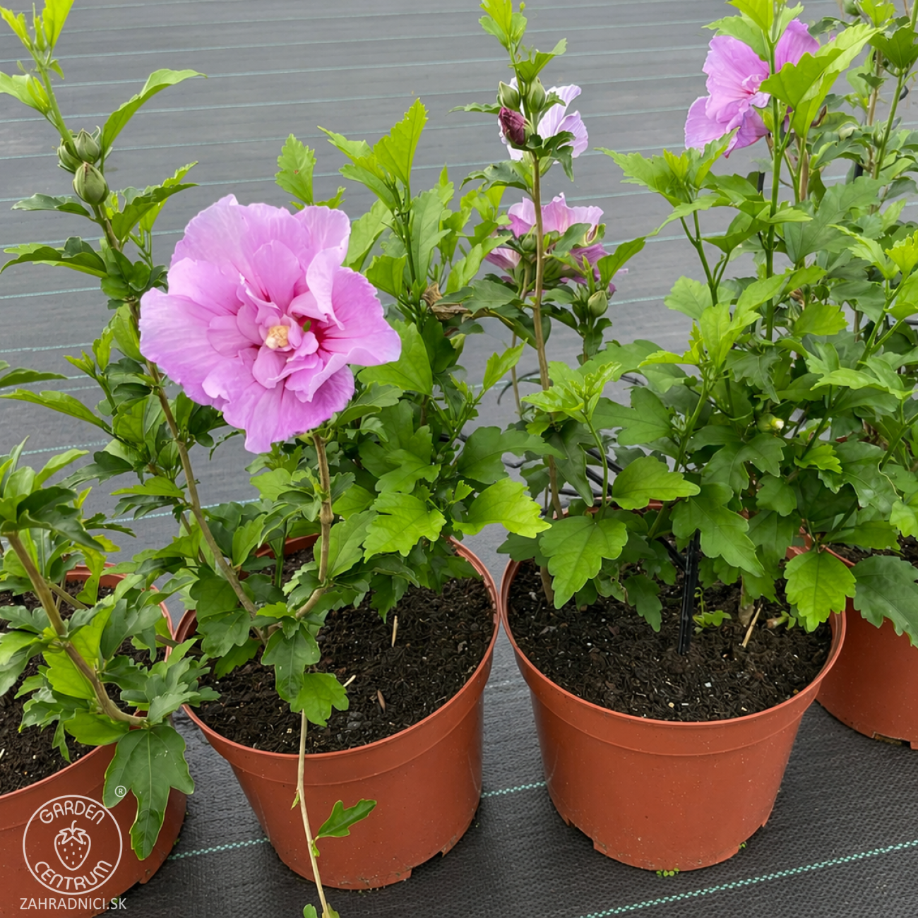 Obrázok Ibištek sýrsky DUO 2in1 (Hibiscus syriacus) ‘WHITE & LAVENDER’ – výška 50-70 cm, kont. C5L